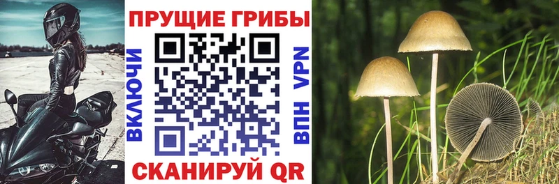 Псилоцибиновые грибы GOLDEN TEACHER  KRAKEN tor  Корсаков 